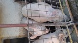 Porci de vanzare