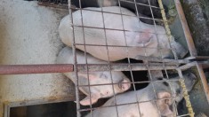 Porci de vanzare