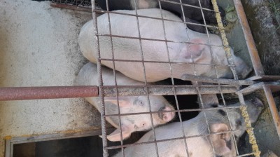 Porci de vanzare foto