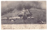 804 - STANA in CLABUCET, Prahova, Romania - old postcard - used - 1905