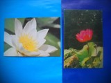 HOPCT LOT NR 423 FLORI/Nuferi Delta Dunarii Tulcea -2 CARTI POSTALE-NECIRCULATE