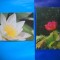 HOPCT LOT NR 423 FLORI/Nuferi Delta Dunarii Tulcea -2 CARTI POSTALE-NECIRCULATE
