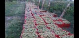 Struguri de Vin Premium Productie 2025 - Calitate din Vrancea