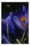Tablou Canvas, "Petale violet m&acirc;ng&acirc;iate de ploaie", Picături, Petale, Violet, Stamine, Frumusețe, Natură, 26 x 39 cm, CMCLASS