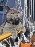 Motanel gri de 8 luni afectuos dragalas din parinti British Shorthair - vanzare - doar Bucuresti