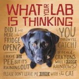 What Your Lab is Thinking