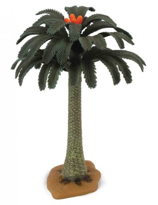 Copac Cycad Collecta foto