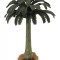 Copac Cycad Collecta