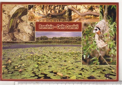 bnk cp Delta Dunarii - Vedere - necirculata foto