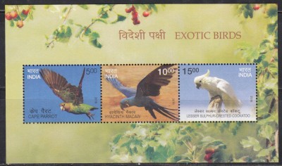 INDIA 2016 PASARI EXOTICE foto