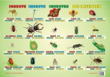 Planșă - Insecte - Hardcover - Ars Libri
