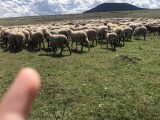 500 Ovine Tigăi femele- de v&acirc;nzare