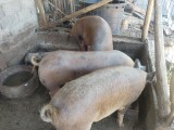 Vand porc de 160-170 de kg pret 2800 ușor negociabil 0762450925