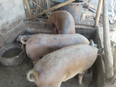 Vand porc de 160-170 de kg pret 2800 ușor negociabil 0762450925
