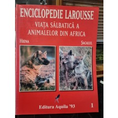 Viata salbatica a animalelor din Africa. Hiena, Sacalul