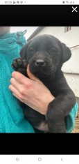 Pui Labrador Rasa Foarte Prietenoasa Nu Musca Copiii