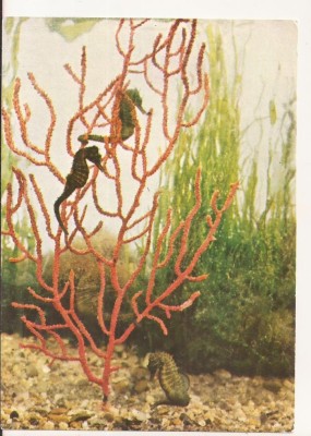 RF59 -Carte Postala- Constanta, Acvariul, Calut de mare, necirculata foto
