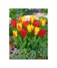 Lalele Tulipa, Kaufmanniana Mixed Pitice 20-25cm, Multicolor, 12/+, 1 Bulb, Oem