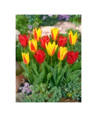 Lalele Tulipa, Kaufmanniana Mixed Pitice 20-25cm, Multicolor, 12/+, 1 Bulb