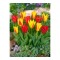 Lalele Tulipa, Kaufmanniana Mixed Pitice 20-25cm, Multicolor, 12/+, 1 Bulb