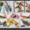 Fauna ,fluturi,gaze,Rwanda.