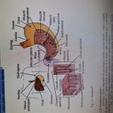 Servicii de suport academic &ndash; redactare, corectură și consultanță pentru lucrări și referate