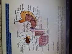 Servicii de suport academic &ndash; redactare, corectură și consultanță pentru lucrări și referate