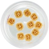 Flori acrilice &ndash; galben muștar, INGINAILS