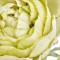Set 3 flori artificiale Ranunculus verde 61 cm - 2