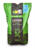 Seminte lucerna Giulia sac 10 kg