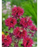 Monarda Kardinal, Menta Indiana Parfumata,1buc, Radacina, Rosu/Roz, (la ghiveci)