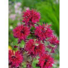 Monarda Kardinal, Menta Indiana Parfumata,1buc, Radacina, Rosu/Roz, (la ghiveci)