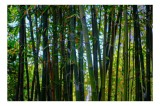 Tablou Canvas, "Pădurea liniștită de bambus verde", Bambus, Frunziș, Verde, Densitate, Natură, Lumină, Trunchiuri, Vegetație, Seral, Textură, 39 x 26
