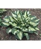 Hosta Colored Hulk, 1 buc, Radacina, 60cm, 6-7, Oem