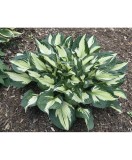 Hosta Colored Hulk, 1 buc, Radacina, 60cm, 6-7