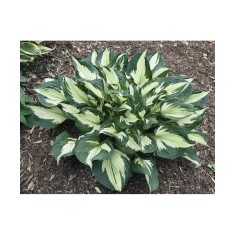 Hosta Colored Hulk, 1 buc, Radacina, 60cm, 6-7