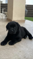 Pui Labrador Retriever cu Pedigree TIP A , ciocolatii si negrii foto