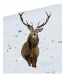 Tablou Canvas, "Cerbul singuratic &icirc;n zăpada iernii", Deer, Snow, Winter, Antlers, Stare, Majestic, Cold, Nature, Wilderness, White, Calm, Scenery, Sol