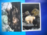 HOPCT LOT NR 1018 URS / URSI -FAUNA -2 CARTI POSTALE-NECIRCULATE, Circulata, Printata