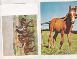 bnk cp Fauna - cai - lot 14 carti postale *