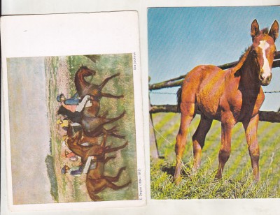 bnk cp Fauna - cai - lot 14 carti postale * foto