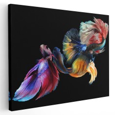 Tablou pesti luptatori siamezi pe fundal negru, multicolor 1623 Tablou canvas pe panza CU RAMA 20x30 cm