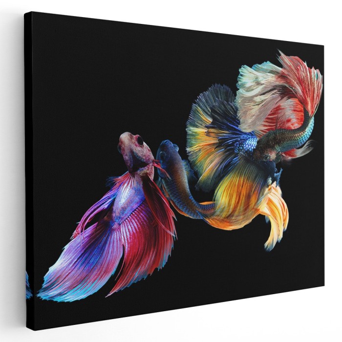 Tablou pesti luptatori siamezi pe fundal negru, multicolor 1623 Tablou canvas pe panza CU RAMA 50x70 cm