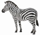 Zebra - collecta