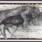 DB1 Fauna Africana Palau Leopard SS MNH