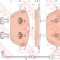 Set placute frana,frana disc AUDI Q5 (8R) (2008 - 2016) TRW GDB1884