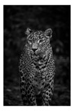Tablou Canvas, "Leopardul din umbra tainica", Leopard, Grație, Forță, Eleganță, Mister, Pădure, Noapte, Prădător, Tăcere, Feline, 26 x 39 cm, CMCLASS