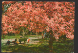 CPIB 18625 CARTE POSTALA - BUCURESTI. PARCUL HERASTRAU, Circulata, Fotografie