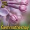 Gemmotherapy: The Science of Healing with Plant Stem Cells