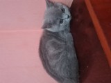 British Shorthair Blue Puiuți, masculi si femele, imediat disponibili